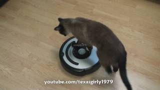 Cat shows HOW TO use iRobot Roomba Vacuum [upl. by Jurkoic749]