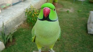 Super Cute Parrot Sounds [upl. by Attah]