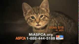 SIMONE FOJGIEL  ASPCA SPANISH 2013 HOLY NIGHT 2M [upl. by Mcilroy]