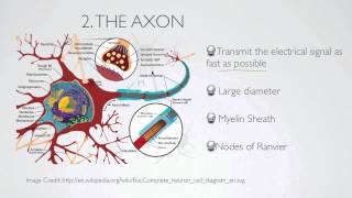 what is the axon [upl. by Eldrida389]