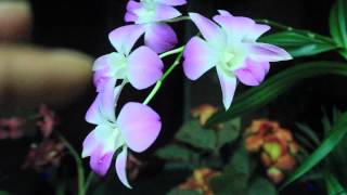 ALL ABOUT DENDROBIUM ORCHIDS  Phalaenopsis and Nobile [upl. by Arihsay]