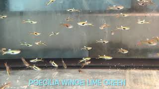 Poecilia wingei LIME GREEN [upl. by Aurel]