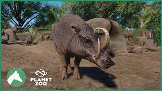 Babirusa Habitat  Elm Hill City Zoo  Planet Zoo [upl. by Lateh]