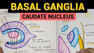 Basal Ganglia  1  Caudate Nucleus [upl. by Aleibarg971]