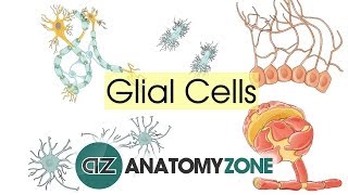 Glial Cells  Neuroanatomy Basics  Anatomy Tutorial [upl. by Iraj]