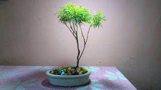 Aralia Bonsai  Ming Aralia Varieties Pruning amp Styling [upl. by Mikael]