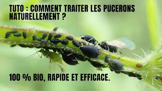 Tuto  Comment traiter les pucerons noirs fèves  100 BIO RAPIDE ET EFFICACE [upl. by Wyatan12]