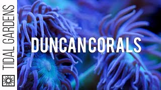 Duncan Coral Care Tips [upl. by Ameekahs]