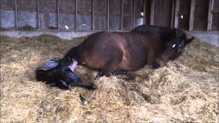 Mare giving birth to all Black stud colt [upl. by Petey]