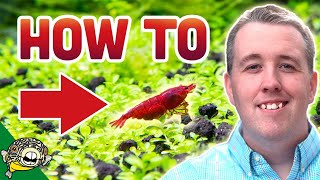 How To Breed Cherry Shrimp [upl. by Yrtnahc637]