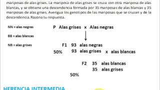 Resolviendo problemas de genética [upl. by Florio]