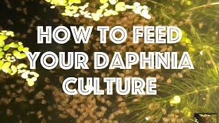 How To Feed Your Daphnia Culture [upl. by Hgielrebma245]