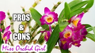 Pros amp Cons of growing Dendrobium Nobile Orchids in a home [upl. by Aicyle]