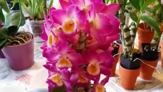 Update 12 Dendrobium Nobiles Yamamoto Dendrobiums [upl. by Roshelle]