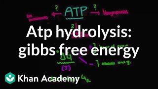 ATP hydrolysis Gibbs free energy  Biomolecules  MCAT  Khan Academy [upl. by Barnebas]