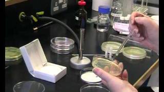 oxidase test [upl. by Maharg]