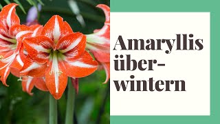 Amaryllis überwintern – Die richtige Amaryllis Pflege im Winter [upl. by Onyx]