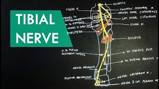 Tibial Nerve  Anatomy Tutorial [upl. by Acinoj380]