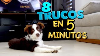 8 Trucos de Perros EN 5 MINUTOS  MartGon [upl. by Masterson182]