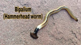 Hammerhead Worm BIPALIUM Predatory Behavior [upl. by Ylrak407]