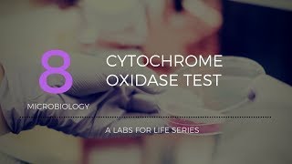 Cytochrome Oxidase Test [upl. by Ujawernalo]