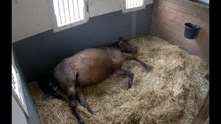 Horse Giving Birth on Mothers Day  The Dodo Live [upl. by Kasevich]