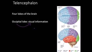 Telencephalon Limbic system and basal ganglia [upl. by Nance]