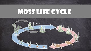 Moss Life Cycle Bryophyte  Plant Biology [upl. by Noryahs]