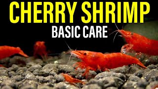 How to Care for Cherry Shrimp [upl. by Dorrie]