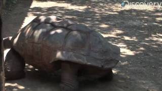 Aldabra Giant Tortoise [upl. by Westleigh]