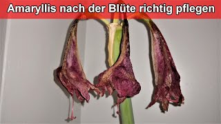 Amaryllis nach der Blüte richtig schneiden – Ritterstern verblüht  Stiel abschneiden  Wann wie [upl. by Onurb]