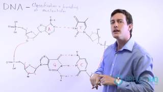 The 4 Nucleotide Bases Guanine Cytosine Adenine and Thymine  What Are Purines and Pyrimidines [upl. by Yeliah]