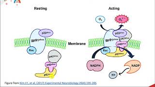 Reactive Oxygen Species [upl. by Llennoj]