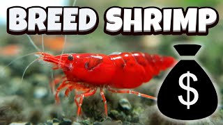 How to Breed Shrimp  A full guide [upl. by Amol]