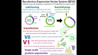 Baculovirus Expression Vector Systems getting insect cells to make protein for us [upl. by Benjy]