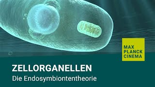 Zellorganellen  Die Endosymbiontentheorie [upl. by Vani]