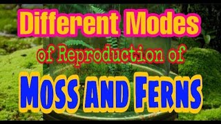 Different Modes of Reproduction of Moss amp Ferns [upl. by Odelet]