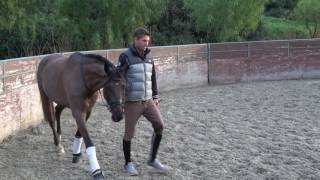 How to teach the piaffe inhand [upl. by Lissa]