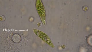 Euglena  The Flagellate [upl. by Nerual]