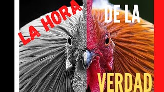 4 PASOS que debes hacer para el DIA DE LA PELEA de un GALLO y muchos consejos más [upl. by Gomer]