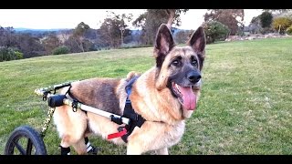 Mya Sweetie Wheelie Adventures  German Shepherd with Degenerative Myelopathy using Walkin Wheels [upl. by Aihsetal501]