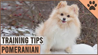 How To Train A Pomeranian  Dog World [upl. by Enilram]