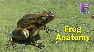 Anatomy of an Frog  Structural Organization of Animals  CBSE Class 11 Biology by Elearnin [upl. by Wonacott]