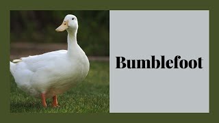 How to Tell Your Duck Has Bumblefoot Symptoms and Treatment [upl. by Else]