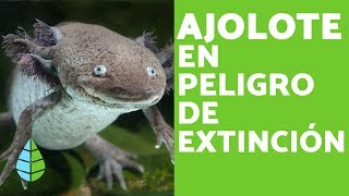 El AJOLOTE en PELIGRO de EXTINCIÓN  CAUSAS [upl. by Ynohtnaeoj703]