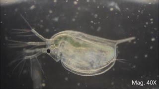 Daphnia magna under the Microscope [upl. by Arihsat40]