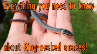 Everything you need to know about Ringnecked snakes Diadophis punctuatus [upl. by Nalat]