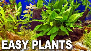 My Top 10 Easy Beginner Aquarium Plants [upl. by Falito]