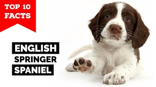 English Springer Spaniel  Top 10 Facts [upl. by Anaid460]