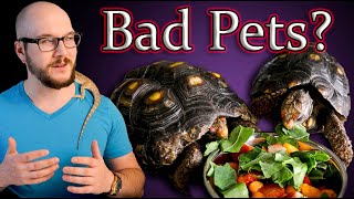 Dont Get A Pet Tortoise Until You Watch This [upl. by Aria479]